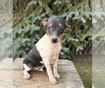 Small #3 Rat Terrier
