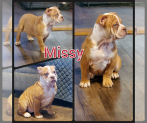 Olde English Bulldogge Puppy for sale in WHEELER, MI, USA