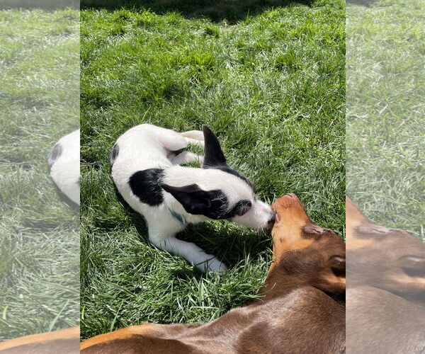 Medium Photo #9 Mutt Puppy For Sale in Escondido, CA, USA