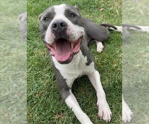 BELLA - Female Mutt Dog for Adoption - Photo #2