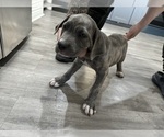 Puppy Brindle Cane Corso