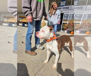 Jeremy - Male Mutt Dog for Adoption - Photo #3