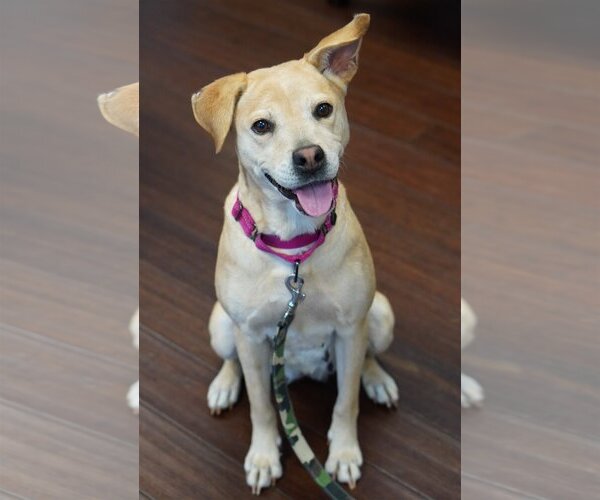 Medium Photo #1 Labrador Retriever-Unknown Mix Puppy For Sale in Holly Springs, NC, USA