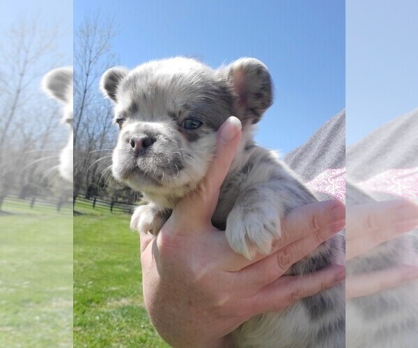 Medium Photo #2 French Bulldog Puppy For Sale in BOSTON, KY, USA