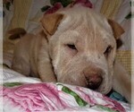 Small Photo #2 Chinese Shar-Pei Puppy For Sale in DUNNELLON, FL, USA