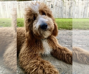Father of the Goldendoodle (Miniature) puppies born on 06/07/2026