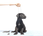 Small #4 Cane Corso