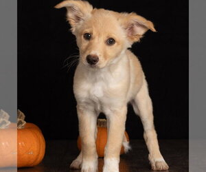 Britney - Female Great Pyrenees-Unknown Mix Dog for Adoption - Photo #2