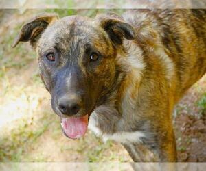 Alaskan Malamute-Unknown Mix Dogs for adoption in Tallahassee, FL, USA