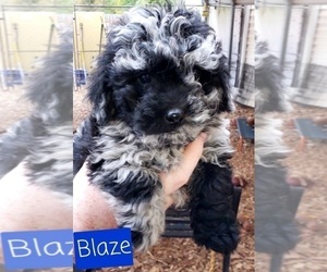 ShihPoo Puppy for Sale in LEBANON, Oregon USA