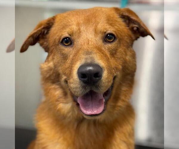 Medium Photo #1 Golden Retriever-Unknown Mix Puppy For Sale in San Diego, CA, USA