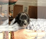 Small Photo #2 American Bulldog-Golden Retriever Mix Puppy For Sale in KNOWLES, WI, USA