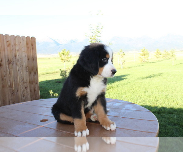 Medium Photo #4 Bernese Mountain Dog Puppy For Sale in HORN CREEK, CO, USA