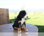 Small #3 Bernese Mountain Dog