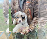 Image preview for Ad Listing. Nickname: Blue merle fema