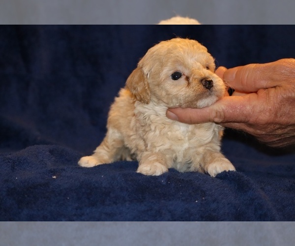 Medium Photo #13 Poodle (Toy) Puppy For Sale in DYERSBURG, TN, USA