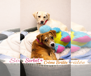 Creme Brulee - Female Mutt Dog for Adoption - Photo #2