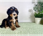 Small #2 Bernedoodle (Miniature)