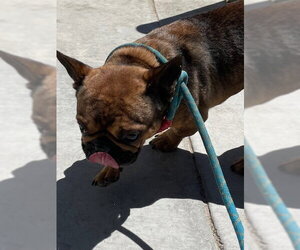 French Bulldog Dogs for adoption in HESPERIA, CA, USA
