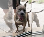 Suki FH - Female Labrador Retriever-Unknown Mix Dog for Adoption - Small photo