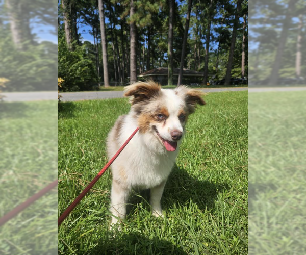 Medium Photo #2 Australian Shepherd-Unknown Mix Puppy For Sale in Cranston, RI, USA