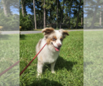 Small Photo #2 Australian Shepherd-Unknown Mix Puppy For Sale in Cranston, RI, USA