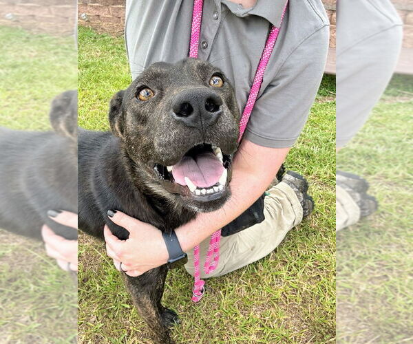 Medium Photo #3 Labrador Retriever-Unknown Mix Puppy For Sale in Bryant, AR, USA