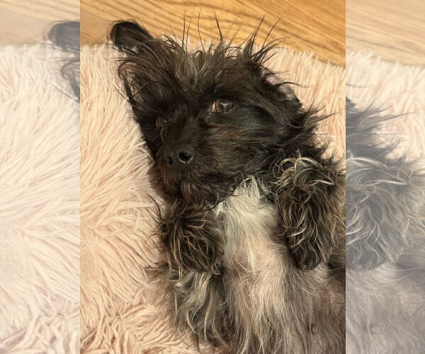 Medium Photo #6 Poodle (Toy)-Unknown Mix Puppy For Sale in Littleton, CO, USA