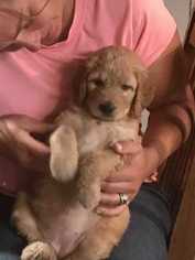 Goldendoodle Puppy for sale in MYAKKA CITY, FL, USA