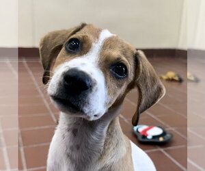 Labrador Retriever-Unknown Mix Dogs for adoption in Jefferson, NJ, USA