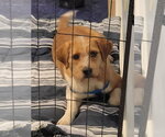 Small #4 Mutt