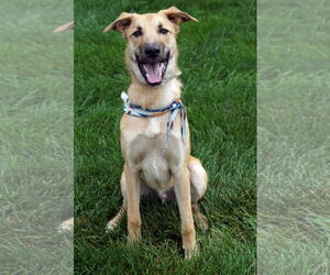 Retriever -Unknown Mix Dogs for adoption in Crystal , MN, USA