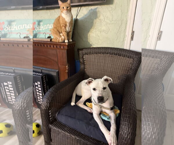 Medium Photo #5 Labrador Retriever-Unknown Mix Puppy For Sale in Royal Palm Beach, FL, USA