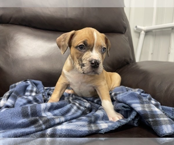 Medium Photo #96 American Bully Puppy For Sale in REESEVILLE, WI, USA