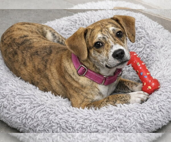 Medium Photo #1 Mutt Puppy For Sale in Evansville, IN, USA
