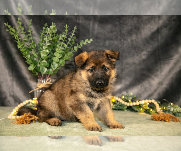 Medium Photo #3 German Shepherd Dog Puppy For Sale in SHIPSHEWANA, IN, USA
