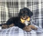 Small #3 Cavapoo
