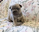 Small French Bulldog