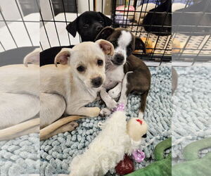 Chihuahua Dogs for adoption in Brooksville, FL, USA