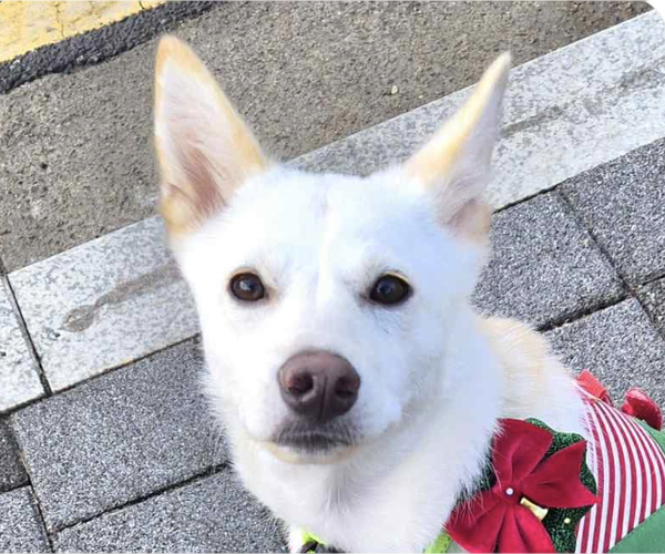 Medium Photo #1 Mutt Puppy For Sale in San Ramon, CA, USA