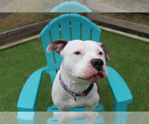 Mutt Dogs for adoption in Chestertown, MD, USA