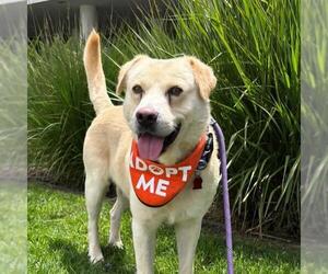 Labrador Retriever-Unknown Mix Dogs for adoption in San Diego, CA, USA