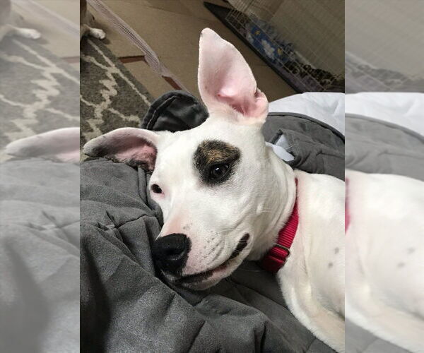 Medium Photo #3 Mutt Puppy For Sale in New York, NY, USA