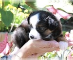 Puppy Teal Miniature Australian Shepherd