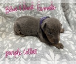 Puppy 4 Doberman Pinscher