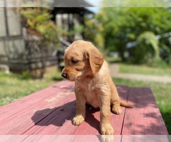 Medium Photo #11 Golden Retriever Puppy For Sale in SANFORD, NC, USA