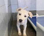 Small Photo #2 Labrador Retriever-Unknown Mix Puppy For Sale in San Antonio, TX, USA