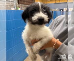 Nelly - Female Jack Russell Terrier-Unknown Mix Dog for Adoption - Small photo