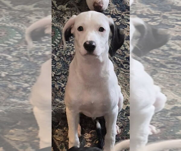 Medium Photo #2 English Springer Spaniel-Pointer Mix Puppy For Sale in Aurora, IN, USA
