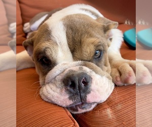 English Bulldog Puppy for sale in WADDELL, AZ, USA
